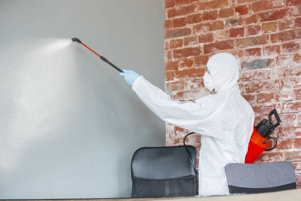 Best Mold Odor Removal Services  in Kahaluu, HI