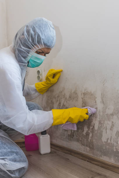 Professional Mold Removal in Kahaluu, HI