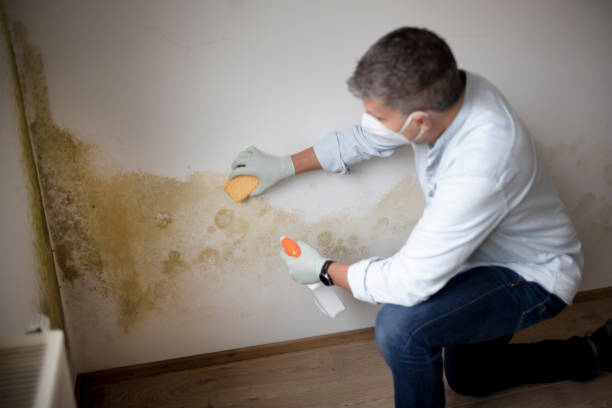  Kahaluu, HI Mold Removal Pros