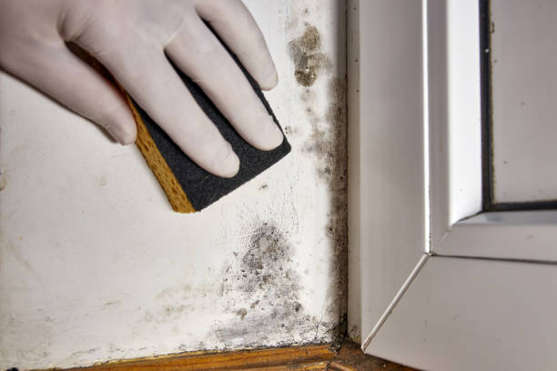 Forensic Mold Investigation in Kahaluu, HI